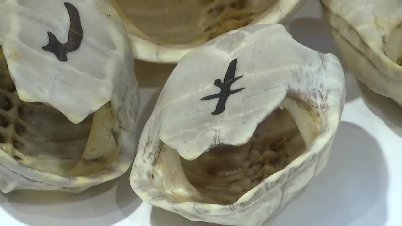 中国上海研究所内甲骨铭文的特写视频下载