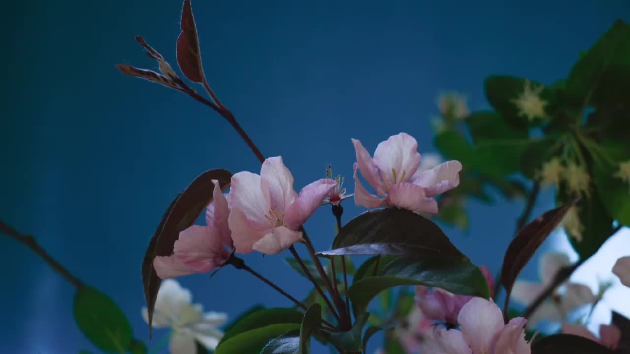 春天花朵 盛开 延时摄影 花朵绽放 开花 鲜花盛开 春天 万视频素材
