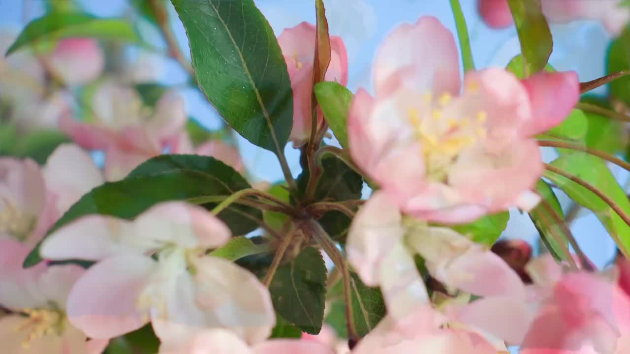 春天花朵 盛开 延时摄影 花朵绽放 开花 鲜花盛开 春天 万视频素材