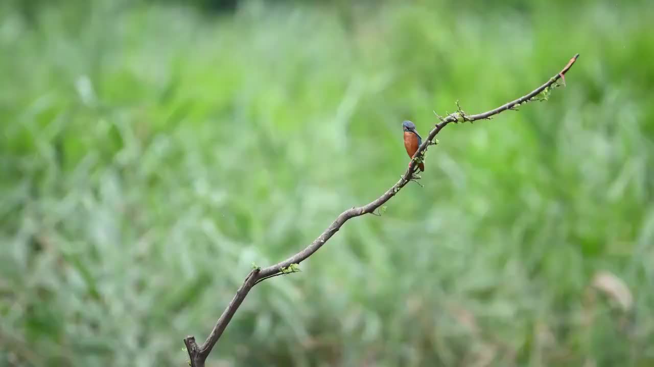 亚洲中国河南省信阳市野生翠鸟捕食视频素材