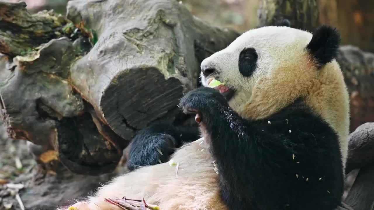 大熊猫之一视频素材