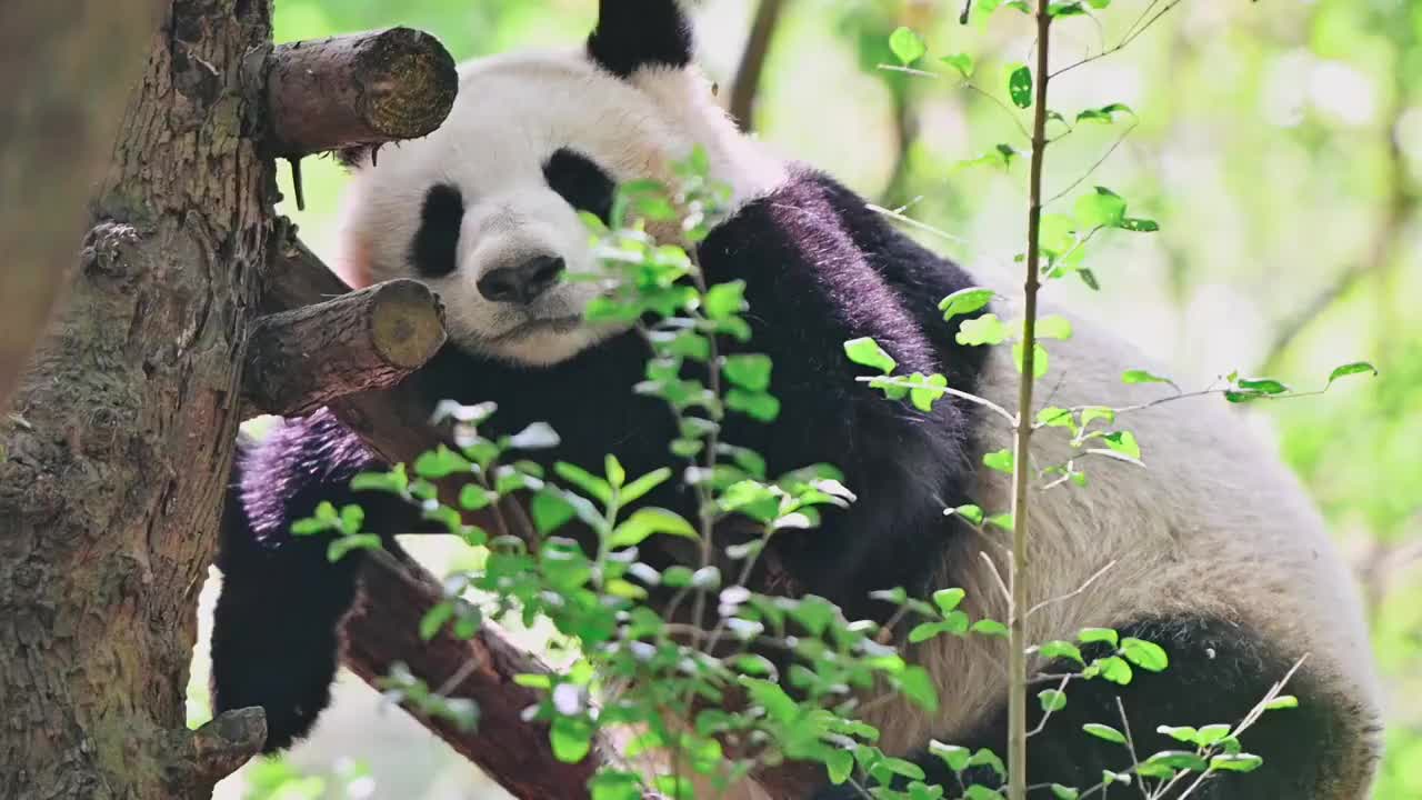 大熊猫之二视频素材