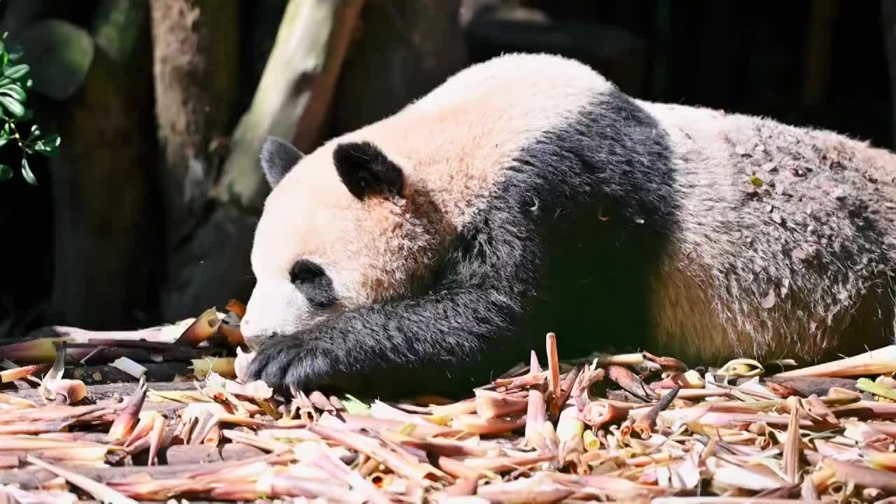 大熊猫之三视频素材