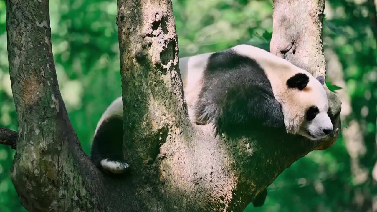 大熊猫之四视频购买