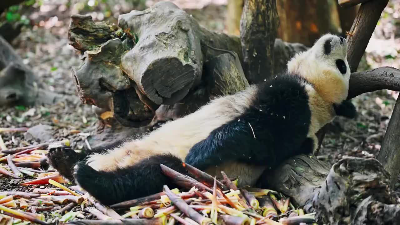 大熊猫之六视频素材