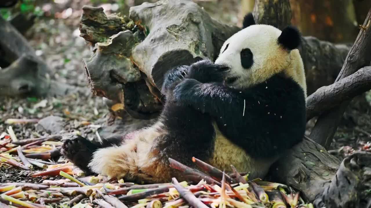大熊猫之七视频素材