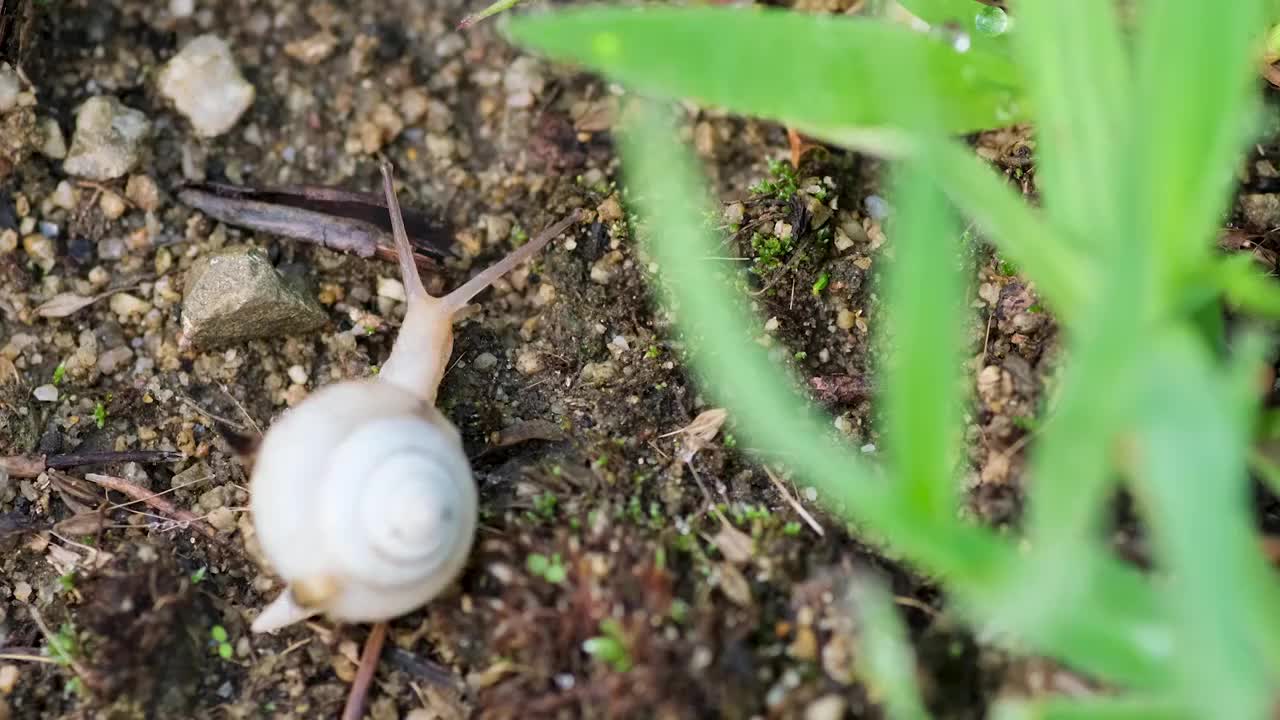 蜗牛视频素材