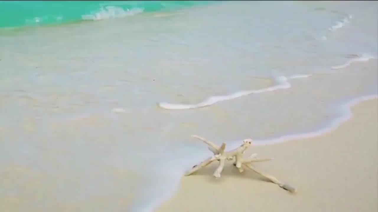 中国南海海水冲刷沙滩上的珊瑚视频素材