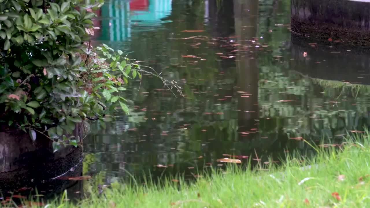 细雨蒙蒙中的花园小景视频素材