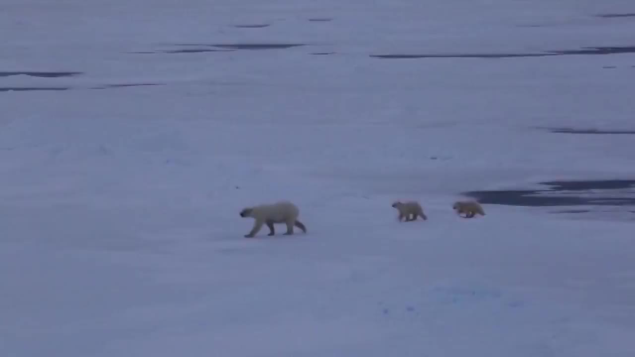 北极地区的带着幼崽的北极熊视频素材