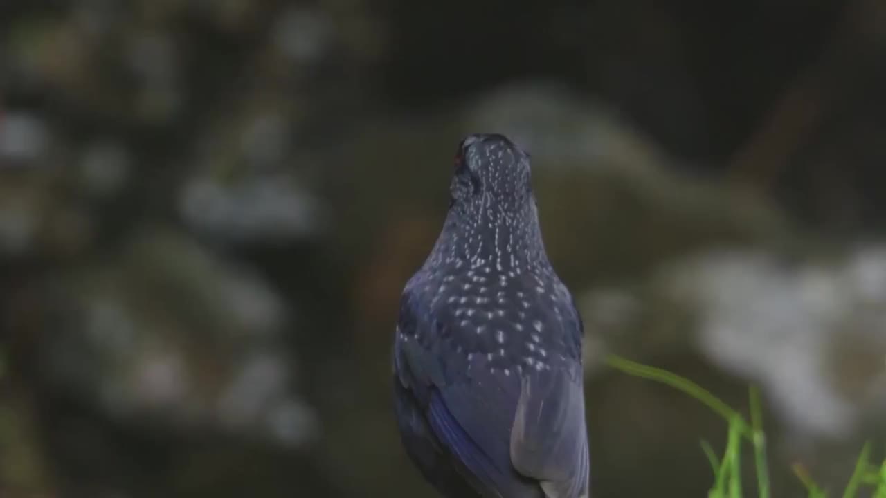 福建省武夷山的动物们视频素材