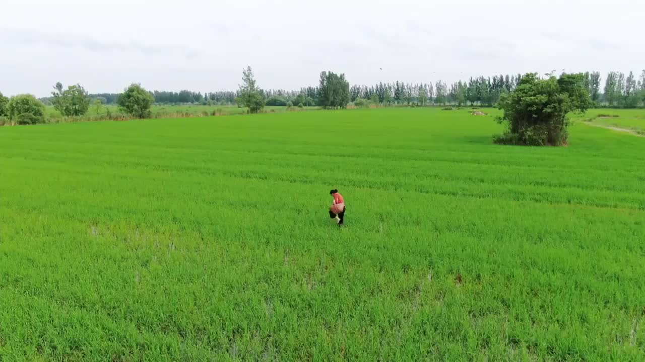 航拍农民在水稻田里劳作视频素材
