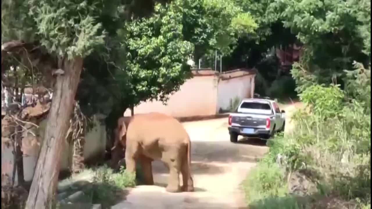 中国云南在村子里游玩的大象视频素材