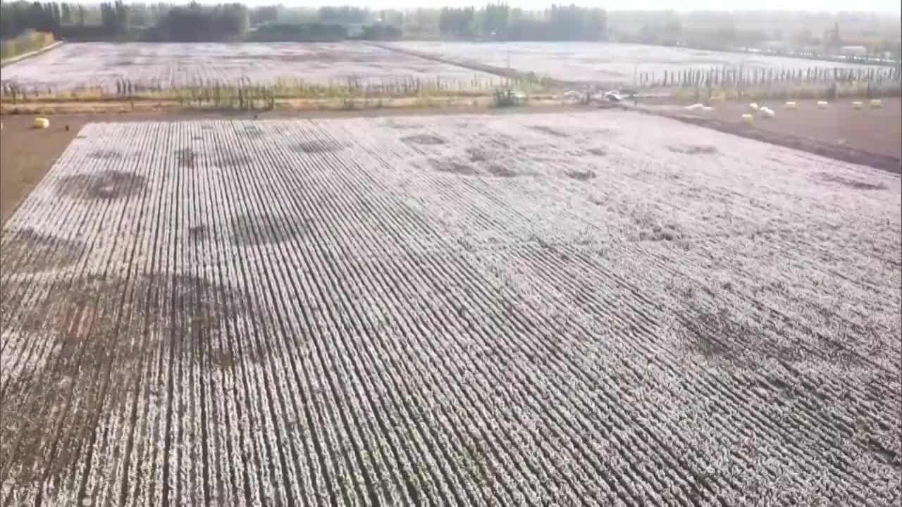 航拍中国新疆玛纳斯县棉花收割场景视频购买