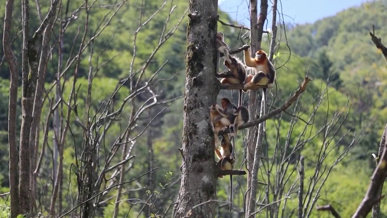 湖北省神农架国家公园的金丝猴视频素材