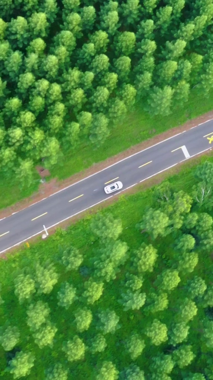 森林中的公路视频素材