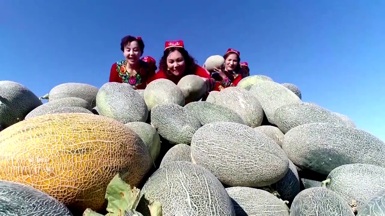 中国新疆维吾尔自治区的农民采摘哈密瓜视频购买
