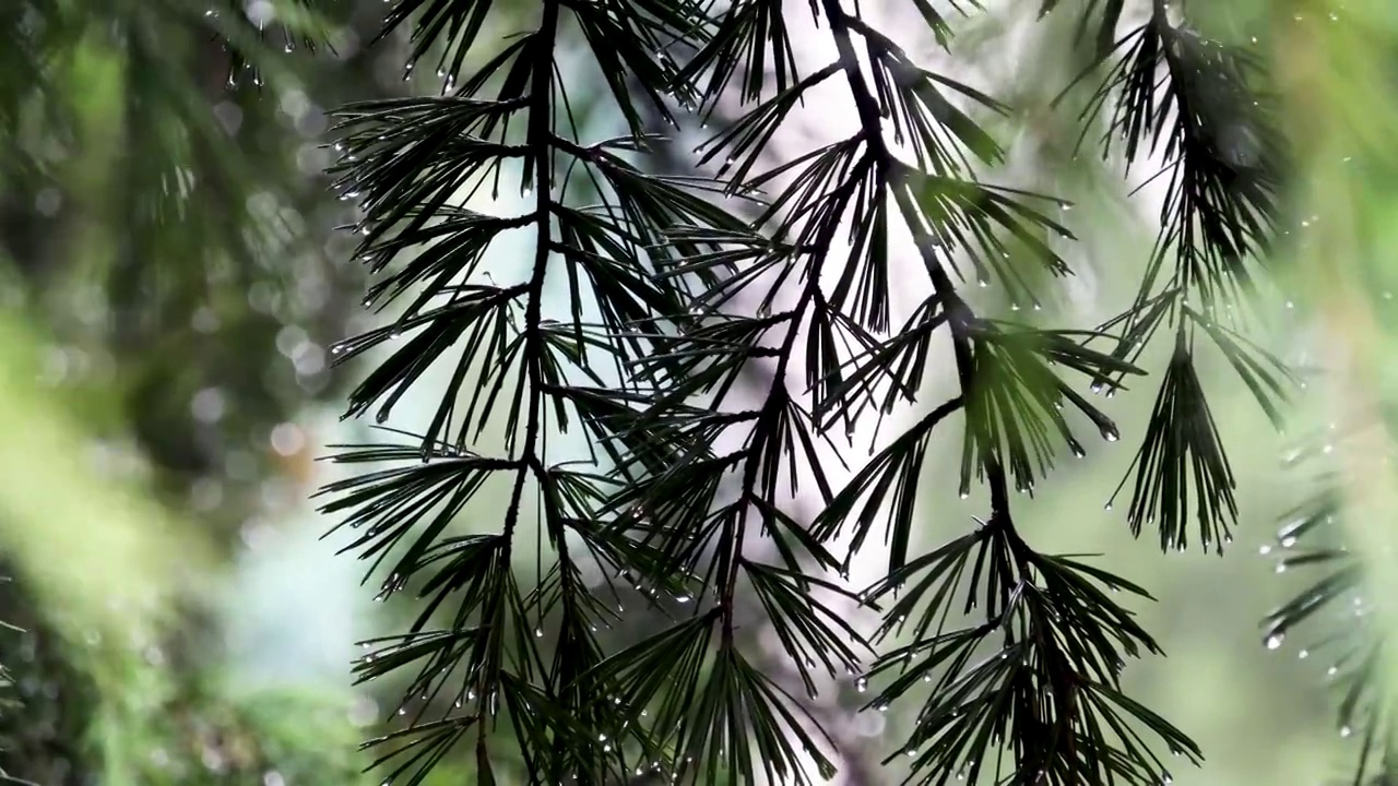 雨中挂满水珠的松树枝视频素材