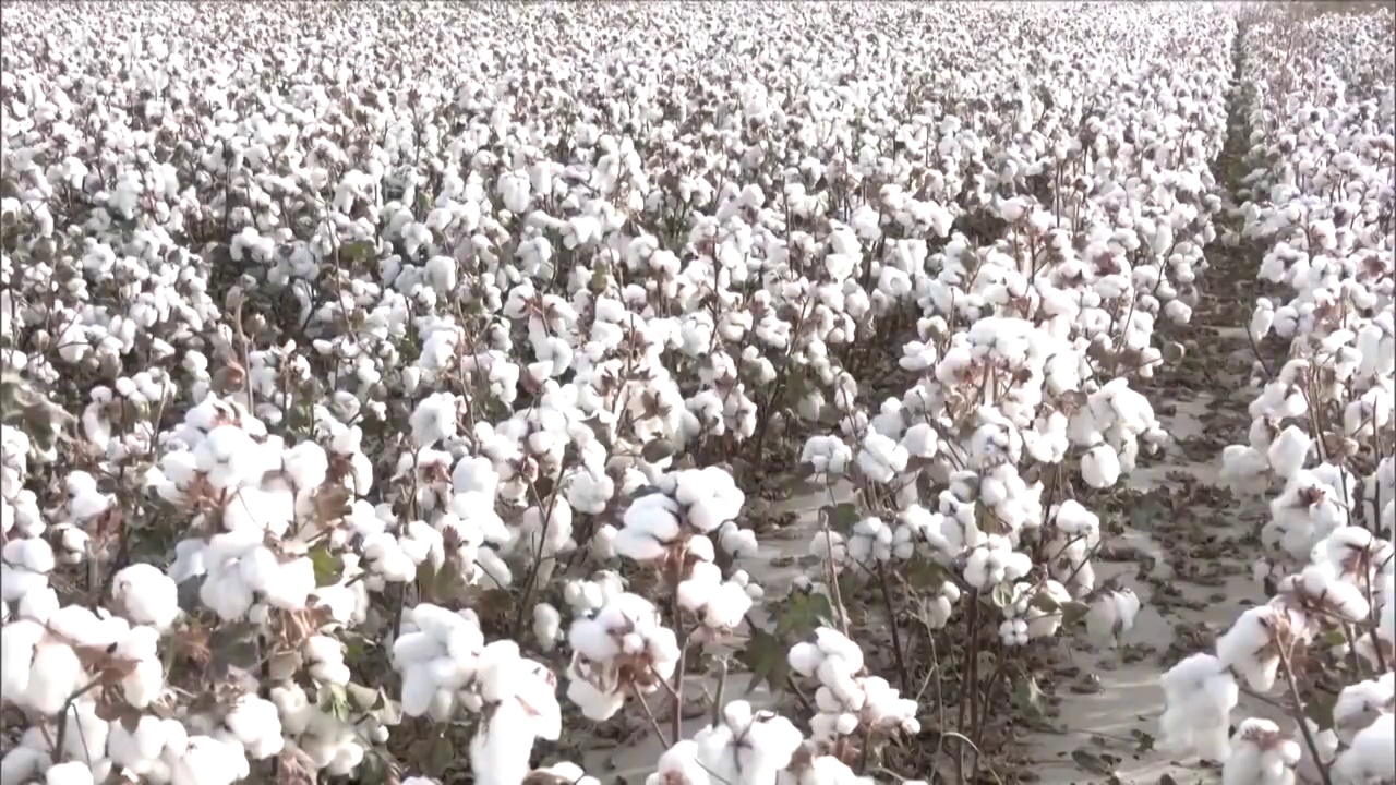新疆维吾尔自治区大型采棉机工作视频素材