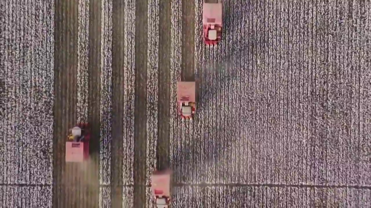 中国新疆维吾尔自治区棉花收割场景航拍视频素材