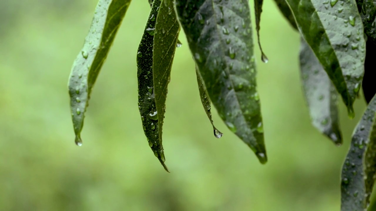 雨中枝叶上的雨滴水珠视频素材