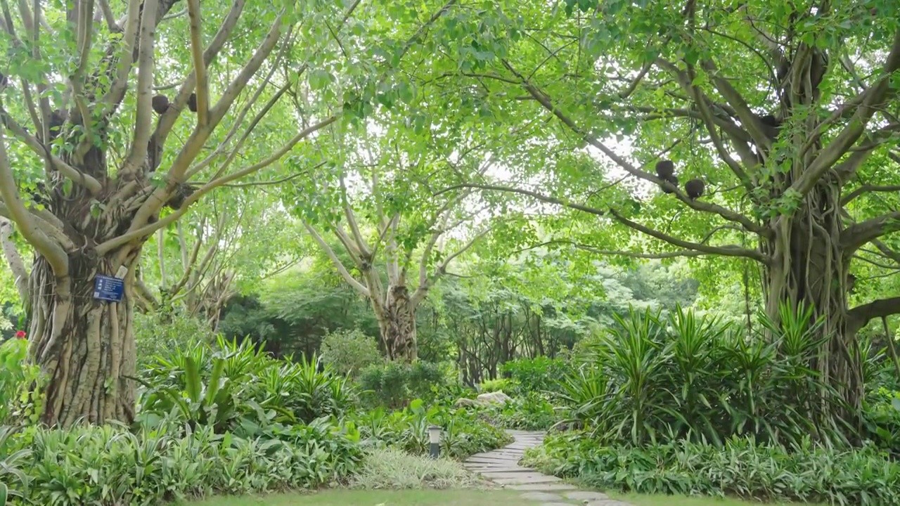 公园里优美的绿化环境视频素材