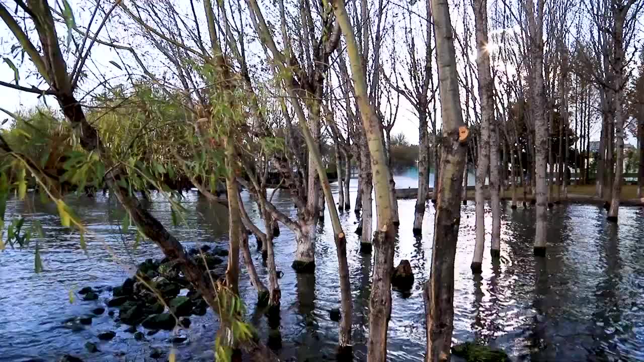 洱海水杉视频素材
