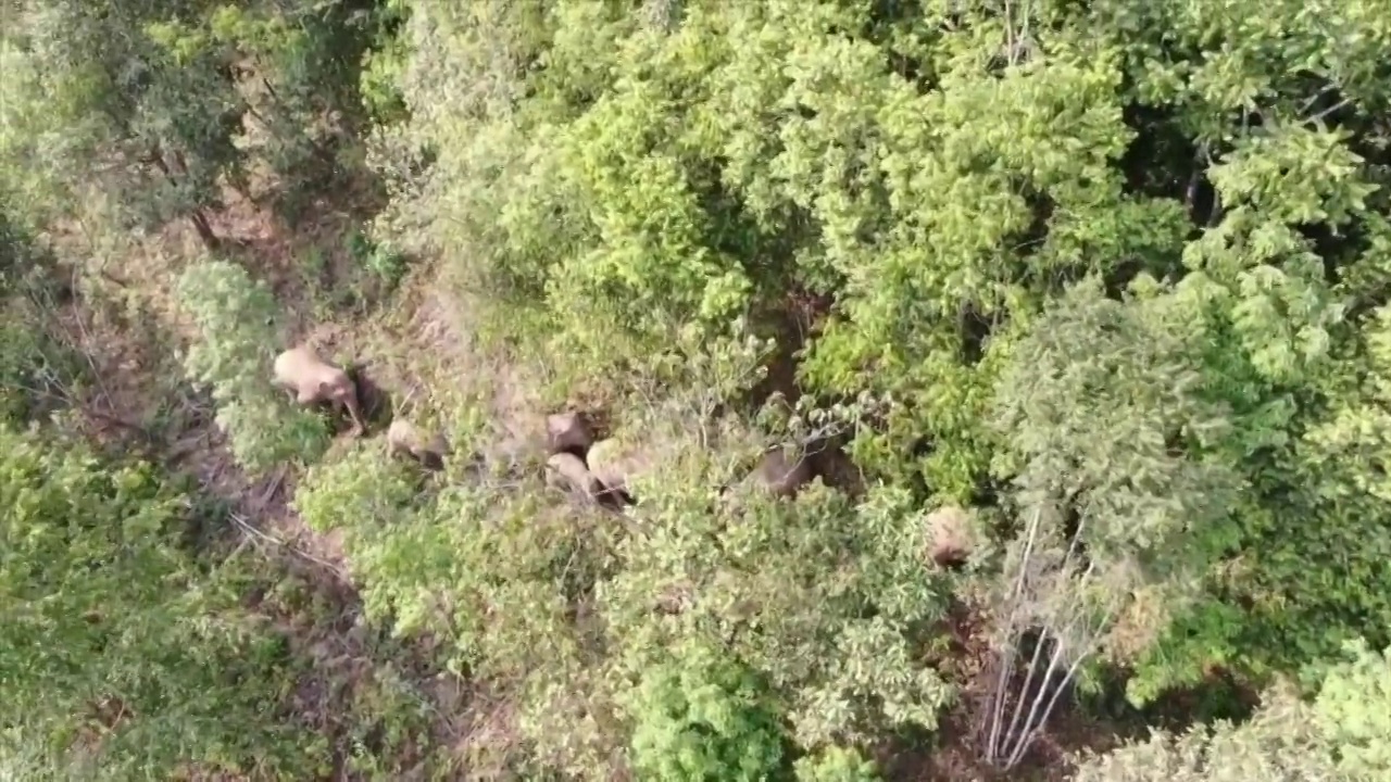 迁移至云南省普洱市树林中的大象群航拍视频素材
