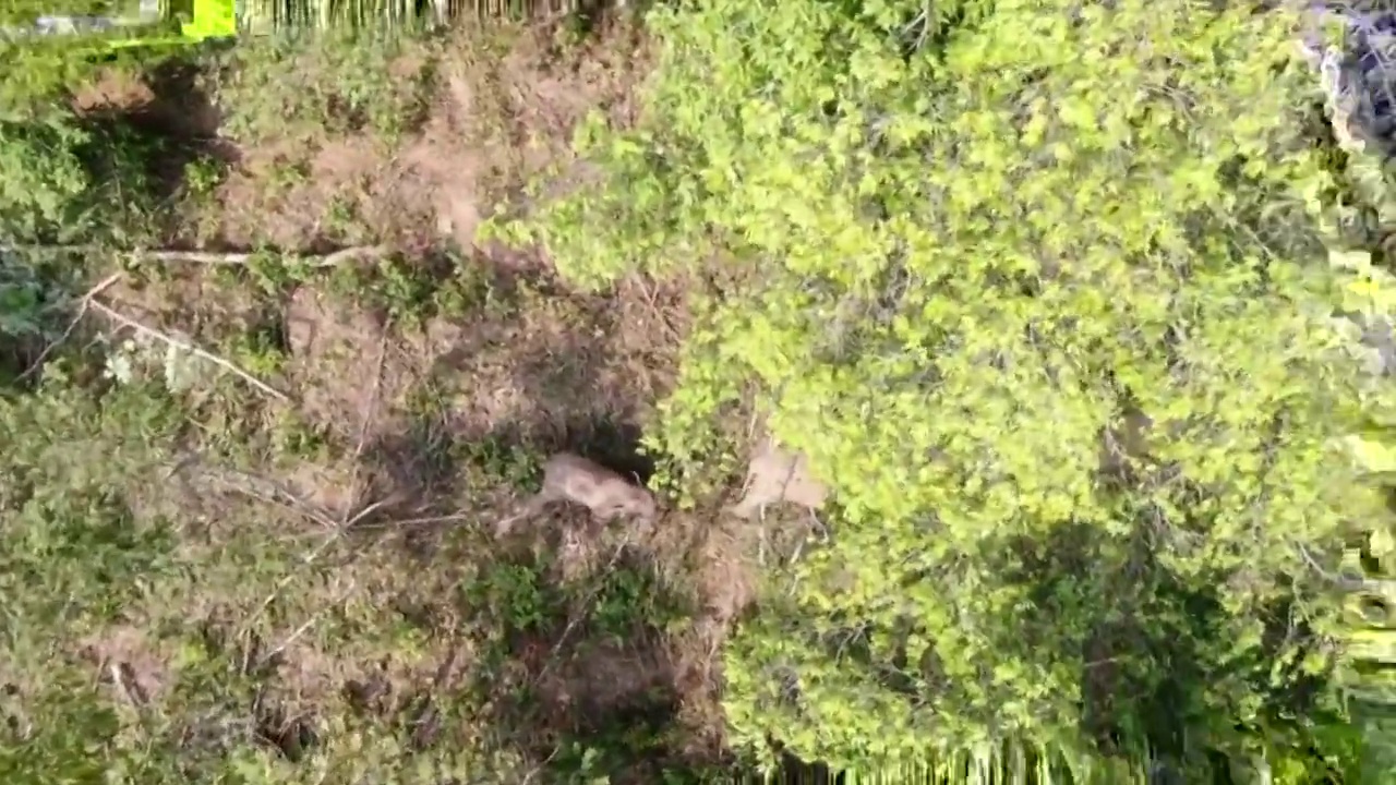 云南省普洱市树林中的大象航拍视频素材