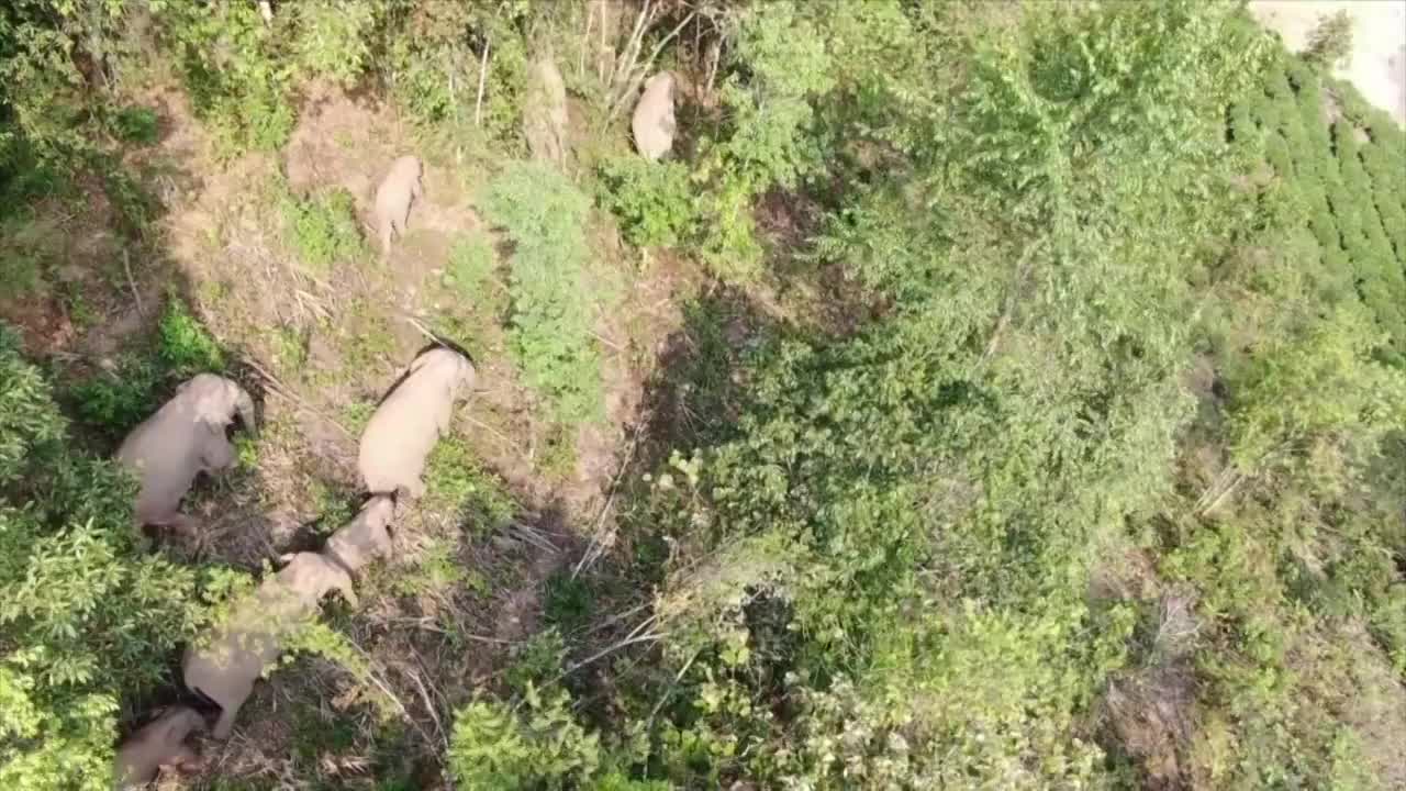 迁移至云南省普洱市树林中的大象群航拍视频素材