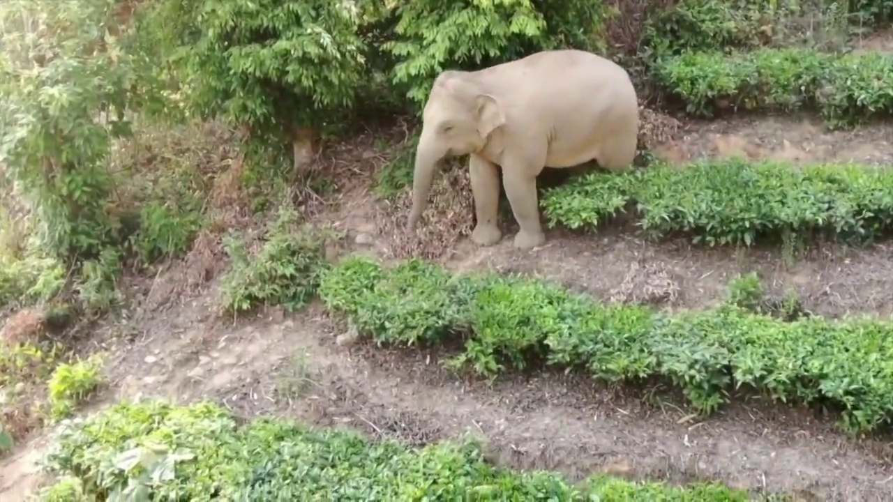 云南省普洱市树林中的大象视频素材