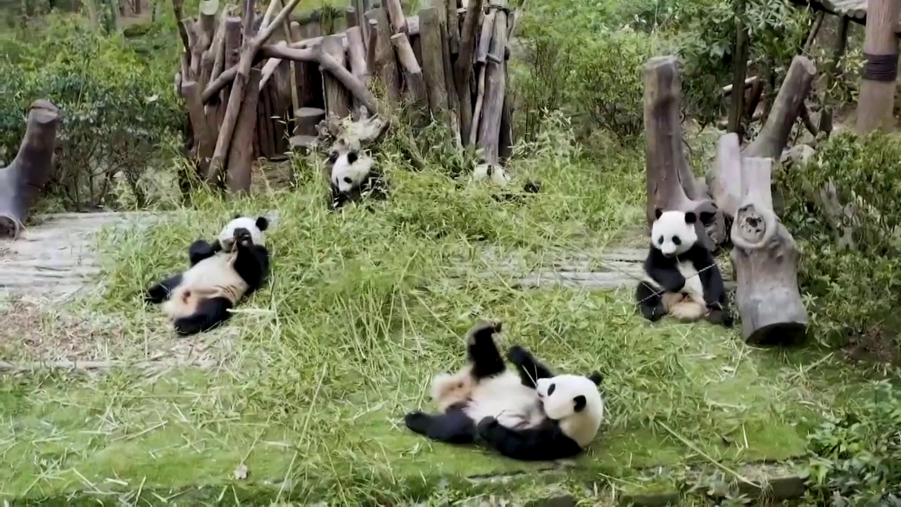 四川省成都市的大熊猫视频素材