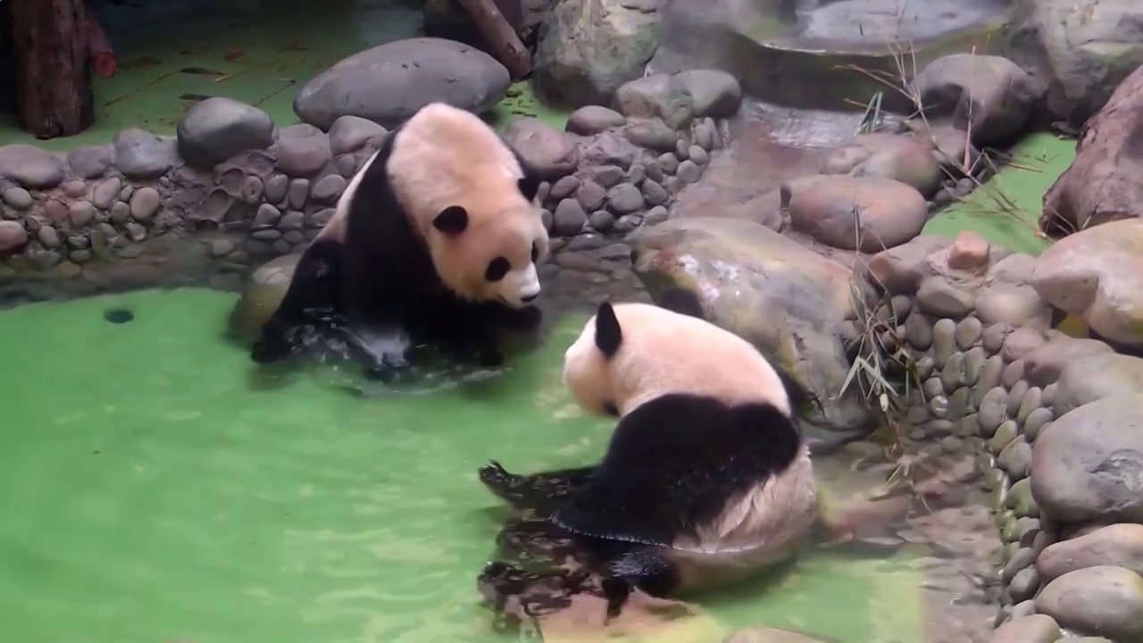 四川省成都市水塘玩耍、冰上进食的大熊猫视频素材