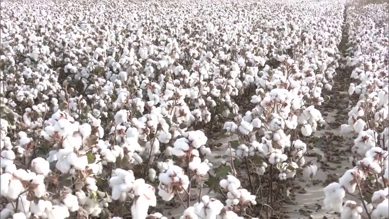 新疆维吾尔自治区的棉花视频素材