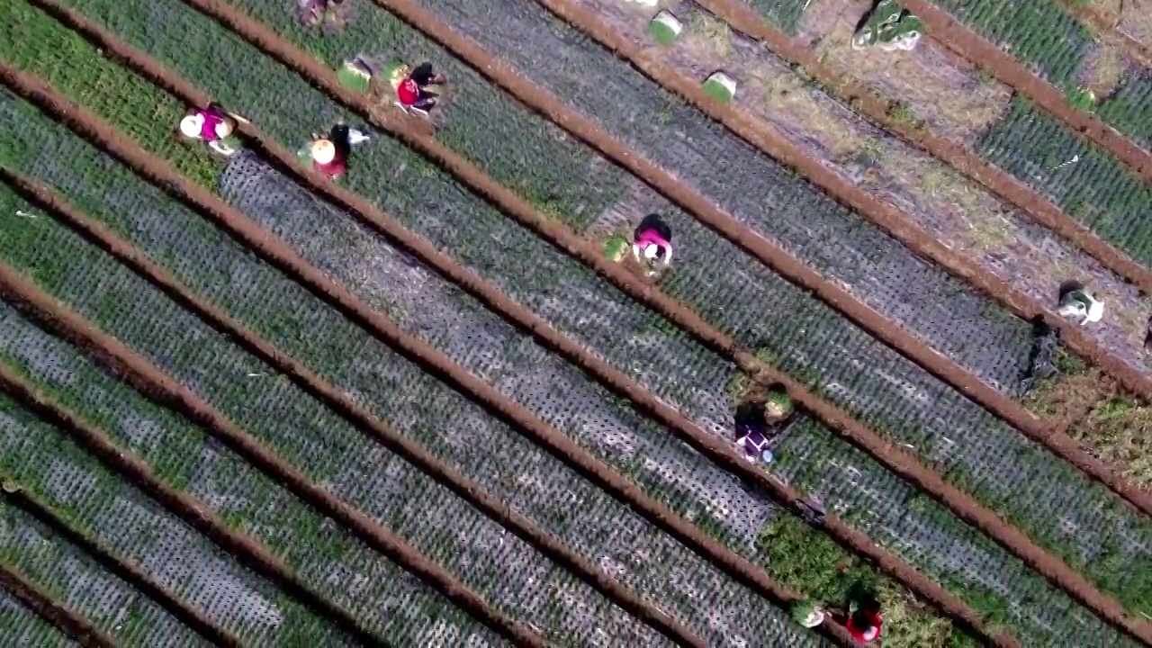 贵州毕节市赫章县松林坡村收获中的农民航拍视频素材
