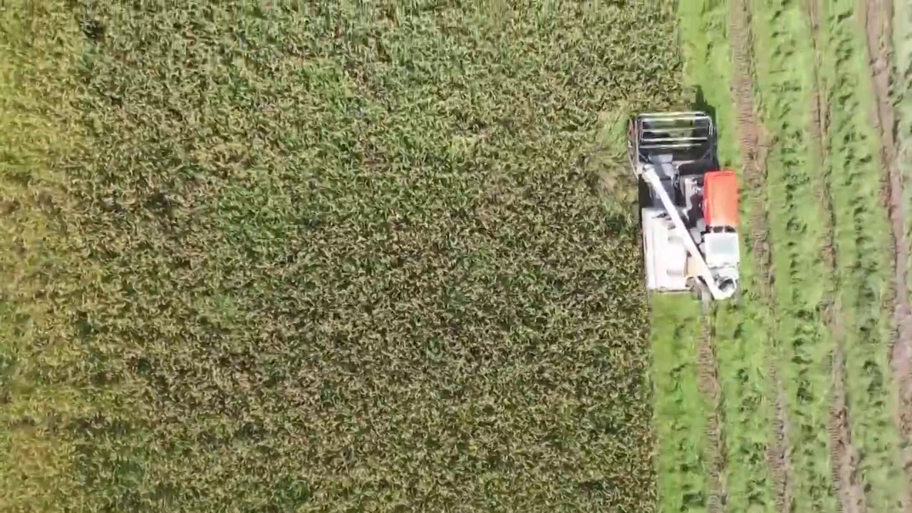 贵州省毕节市赫章县松林坡村收割大葱的农民视频素材