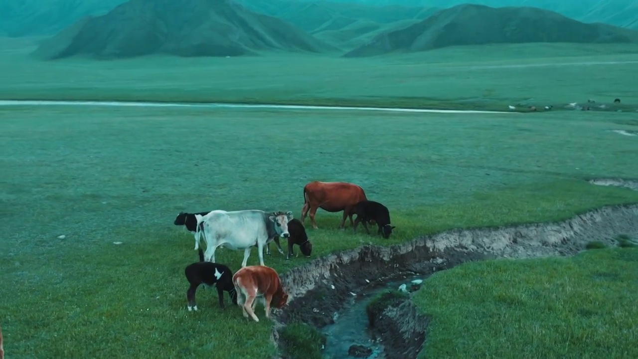 白马,跑,草地,马,自然，巴音布鲁克，新疆视频素材
