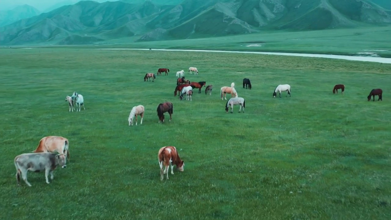 白马,跑,草地,马,自然，巴音布鲁克，新疆视频素材