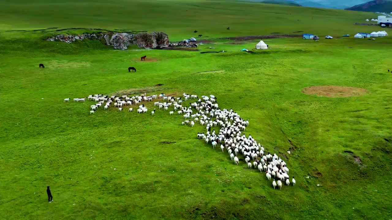 巴音布鲁克草原，羊，马 航拍视频下载