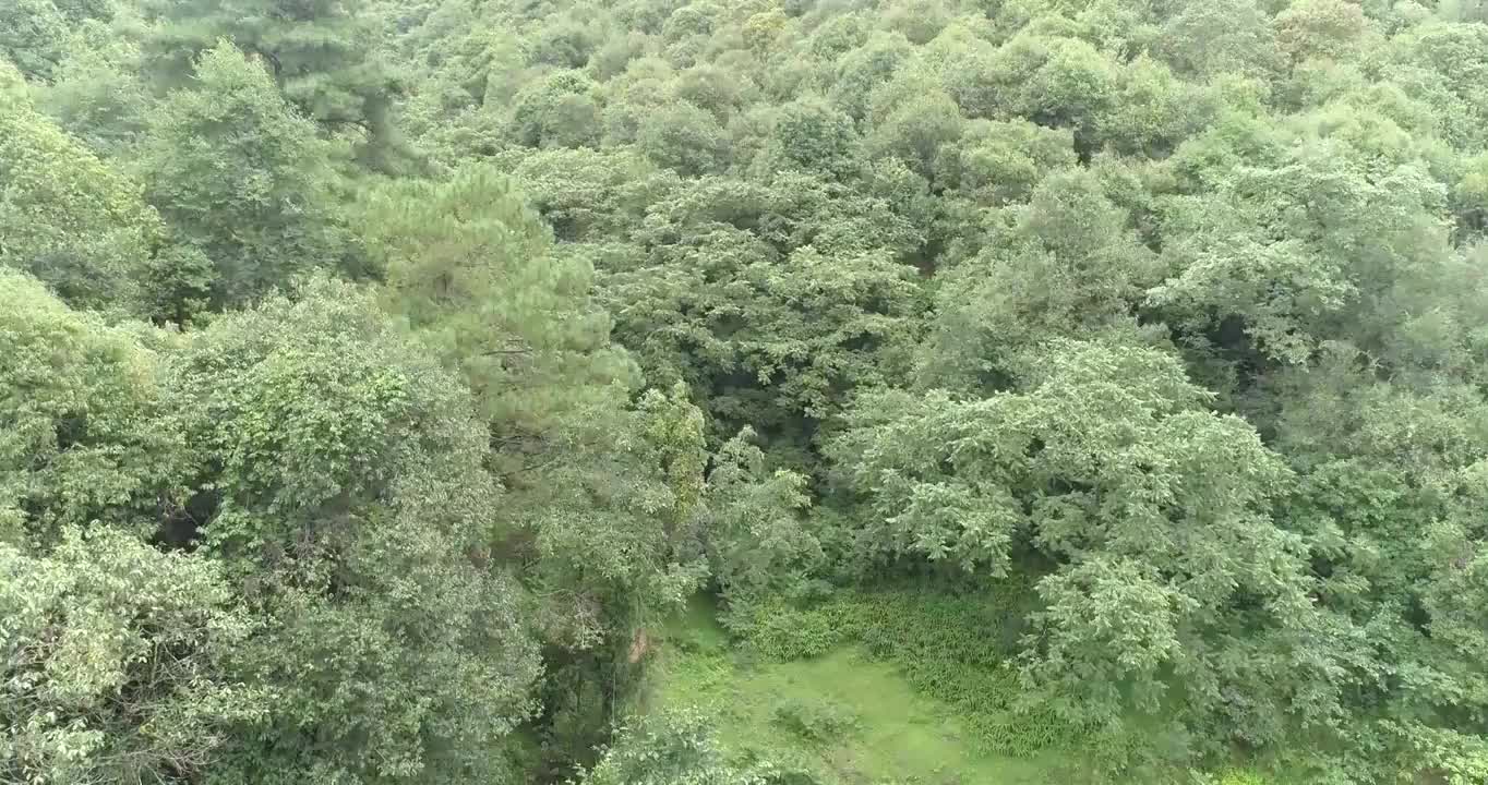 蓝天白云森林视频素材