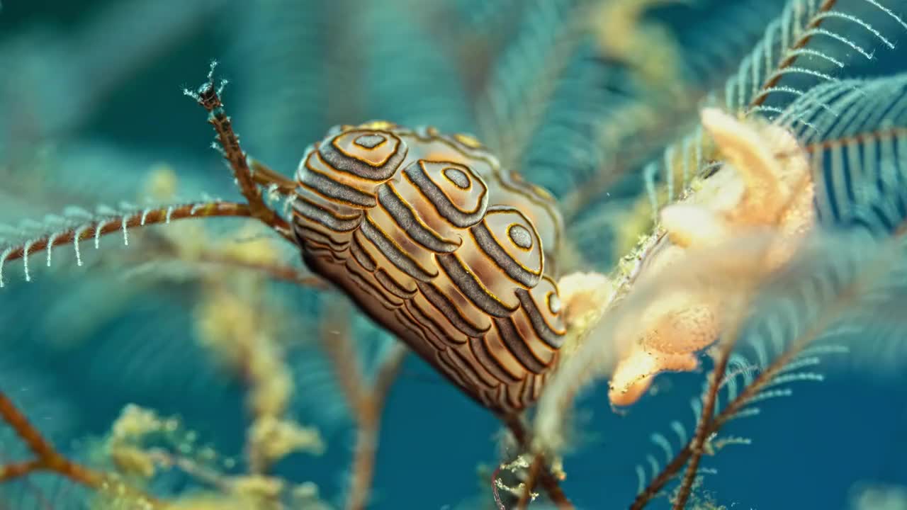水下摄影神奇的海底世界产卵的甜甜圈海蛞蝓海兔视频下载