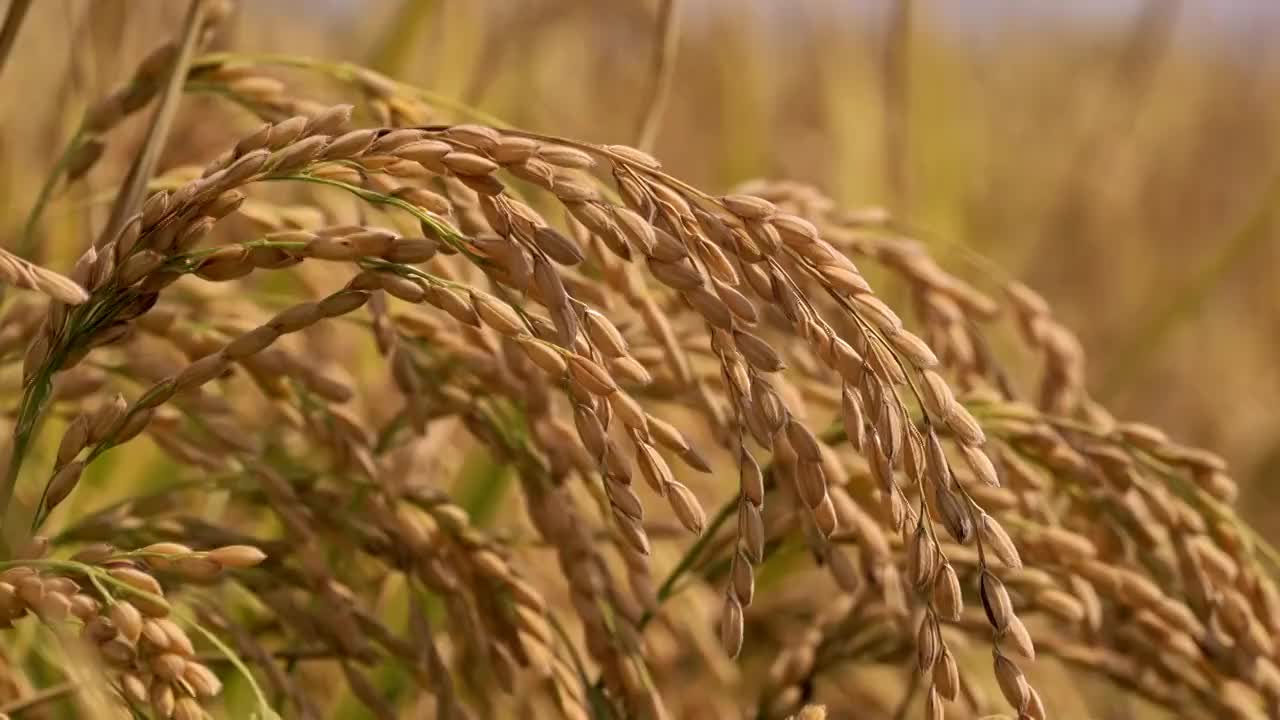 丰收季节金黄的水稻稻穗视频素材