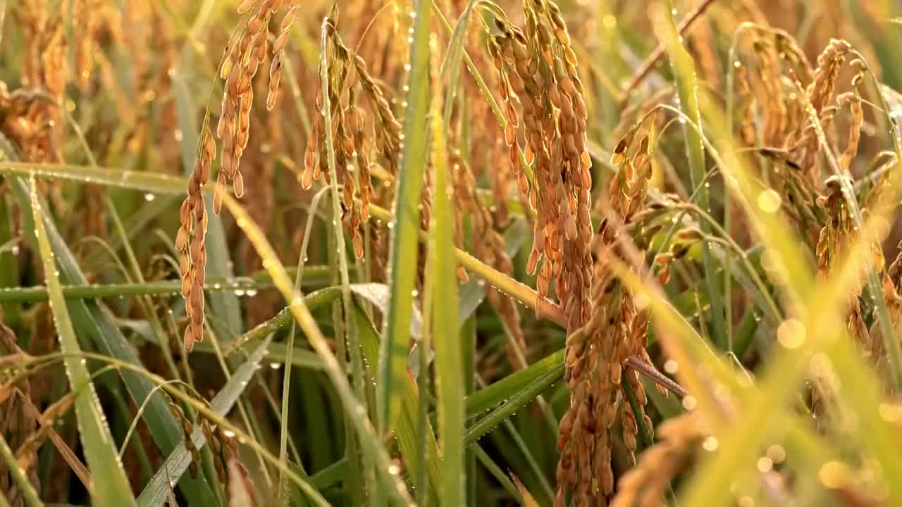 丰收季节金黄的水稻稻穗视频素材