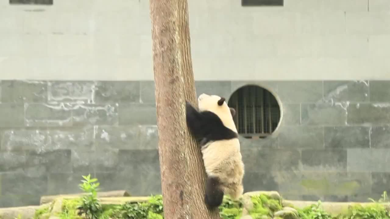 熊猫上树视频购买
