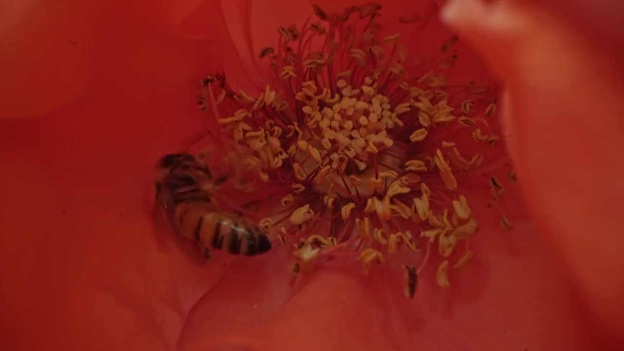春夏花园中盛开的月季花吸引蜜蜂采蜜视频下载