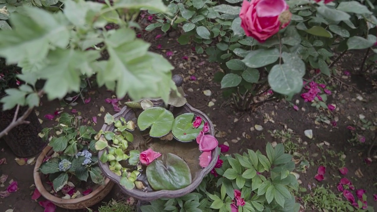 花园春天夏天的怡人景致视频素材