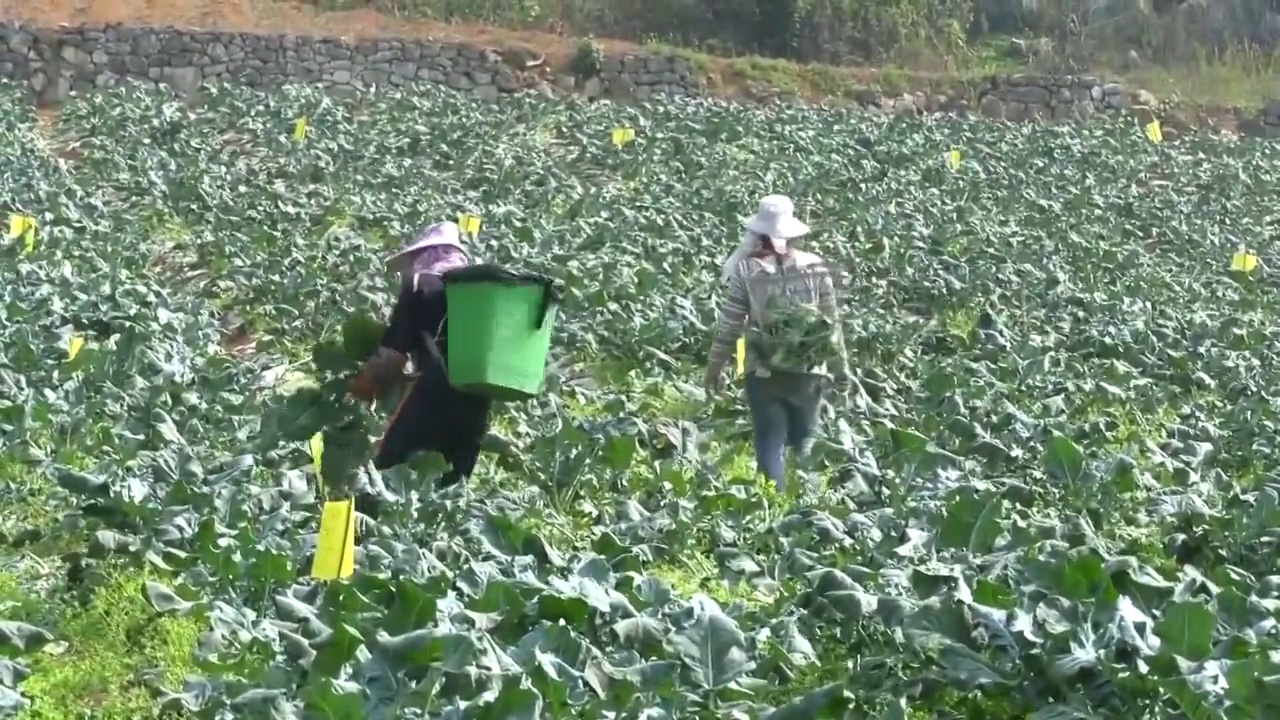 云南怒江傈僳族自治州泸水市正在采摘的农民视频素材
