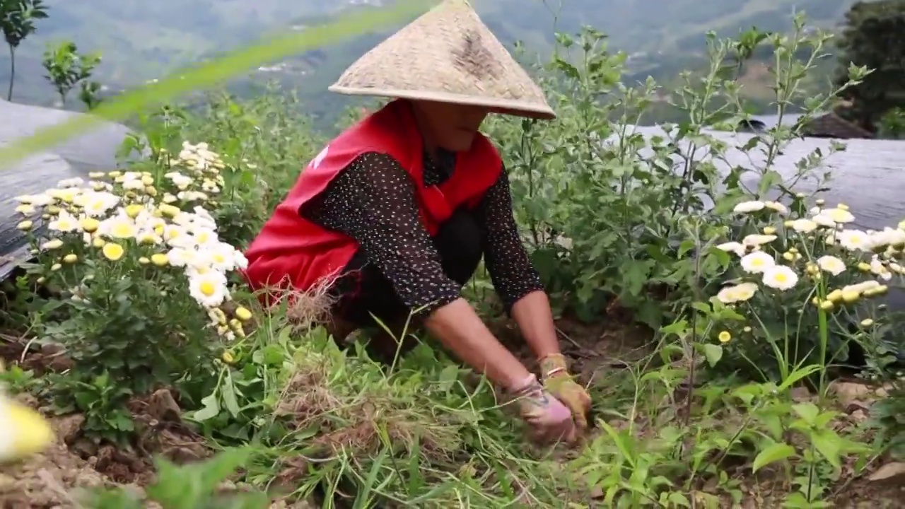中国农田里采摘的农民视频素材