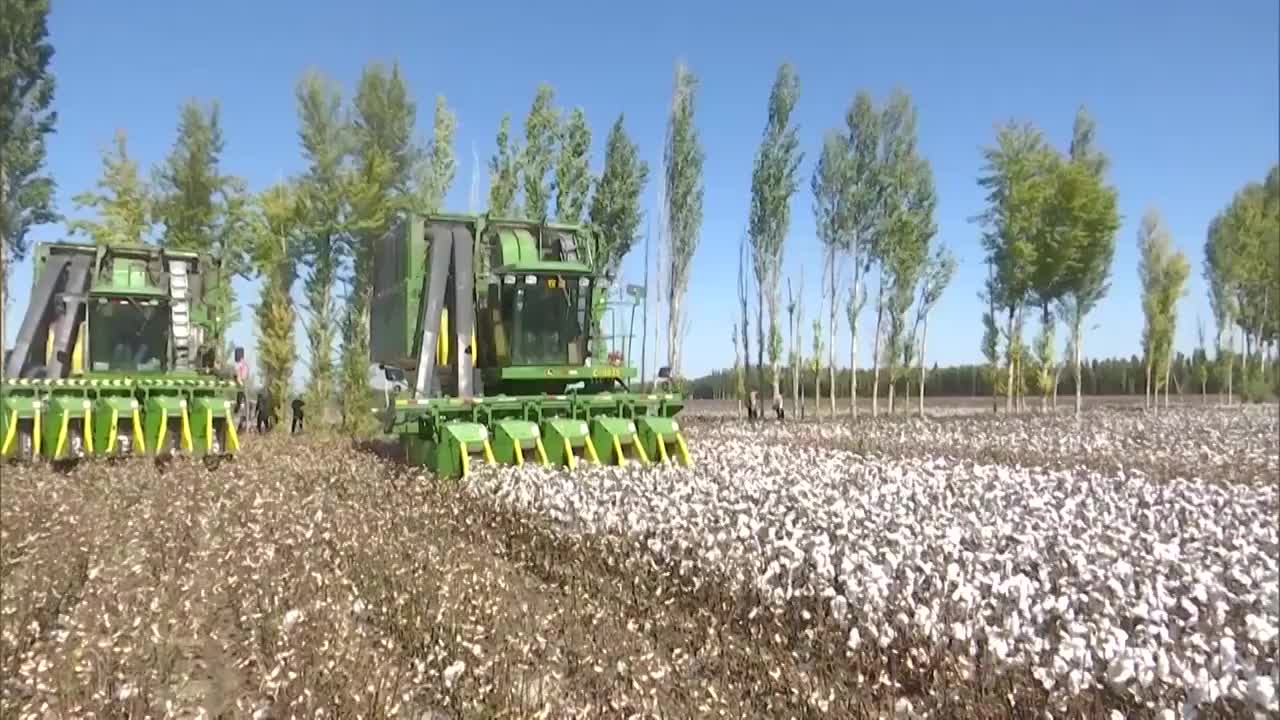 新疆维吾尔自治区在棉花田工作的收割机视频素材