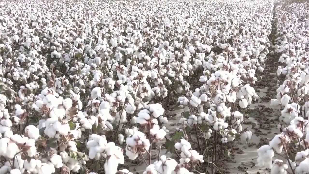 新疆维吾尔自治区棉花地和收割机视频素材